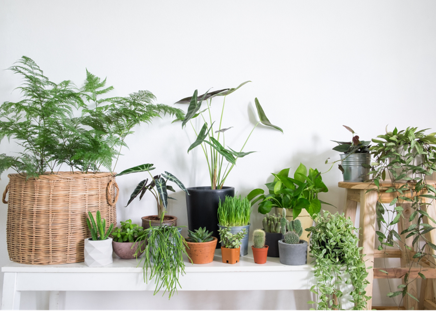 Indoor Plants Perfect For The Small-Space Gardener